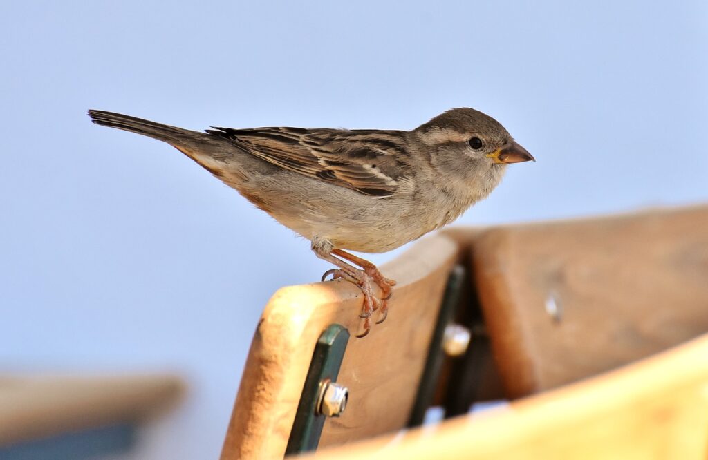 sparrow, bird, plumage